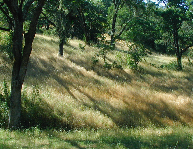 tree shadows on green, grassy hill