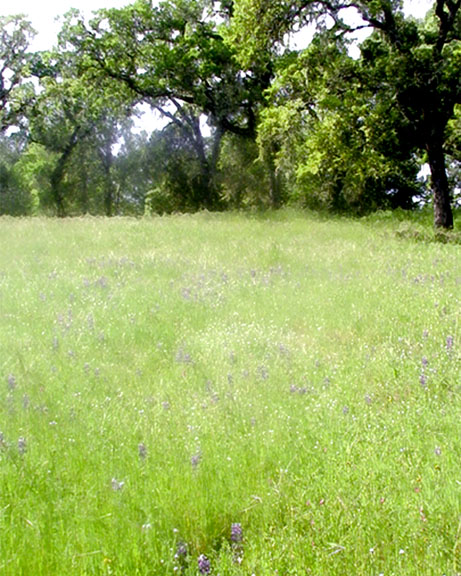 a field of lupine flanked with trees behind