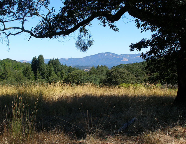 view of mountain through tree branch and accross meadow and tops of trees