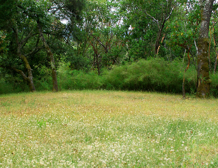 green meadow flanked by trees behind