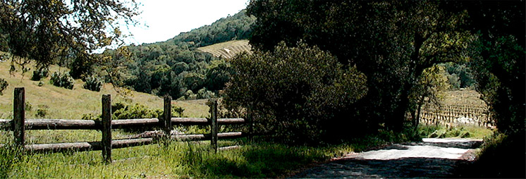 sloping hillsides with vinyard view through tunnel of trees