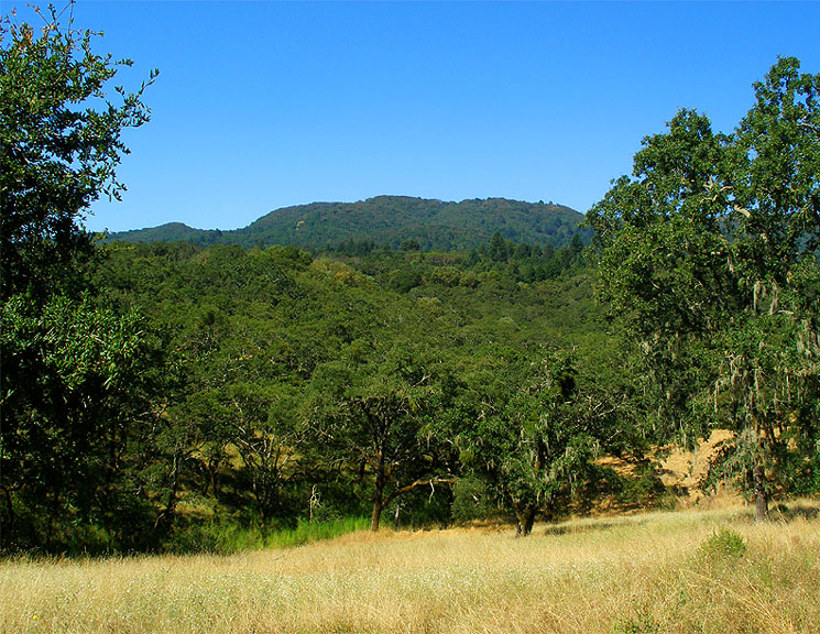 mountain with it's foothills, with meadow and trees closely in foreground