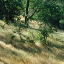 tree shadows on grassy hill