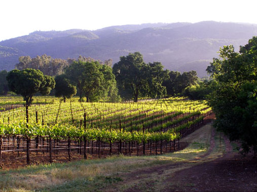 leafed out vinyard with trees, against lenth of blue mountain