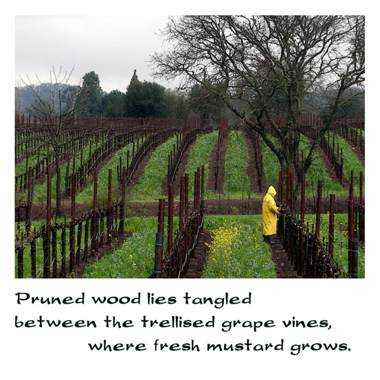 prunings lined up against vineyard rows