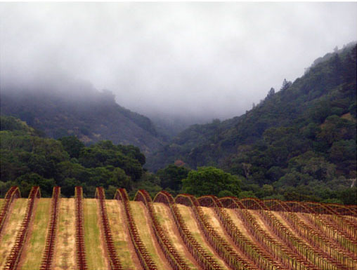vineyard rolling vertically toward misty gap between mountains