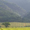 green vinyards with blue misty mountains behind