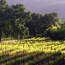 leafed out vinyard with trees, sloping toward mountain