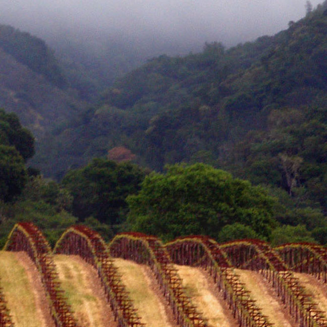 vertically rolling vinyard against dip in misty mountain