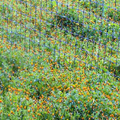 orange wildflowers spilling through metal fence