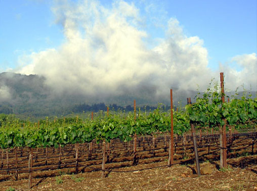 large mist rising like a cloud off of vineyard and mountain